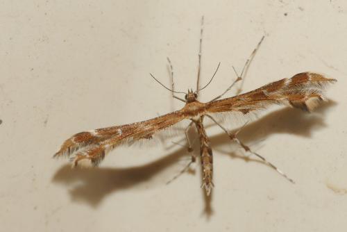 Réf. 214 749 : Oxyptilus sp.